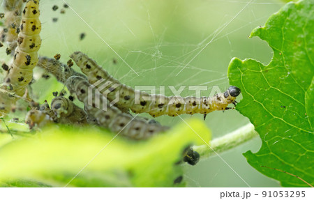 Dark green caterpillar on a plant in the garden Dark green caterpillar on a plant in the garden 91053295