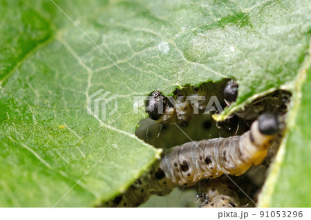 Dark green caterpillar on a plant in the garden 91053296