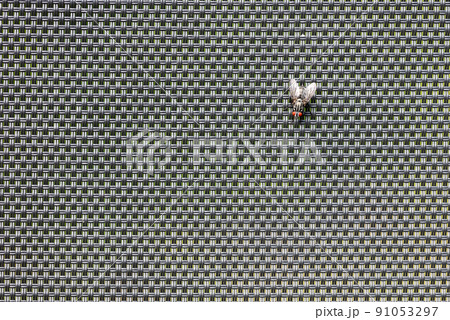 Fly isolated on black raster background Fly isolated on black raster background 91053297