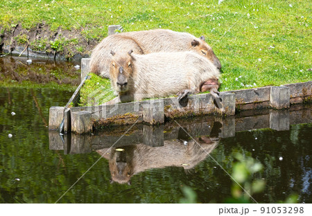 Capibaras (Hydrochoerus hydrochaeris) resting 91053298