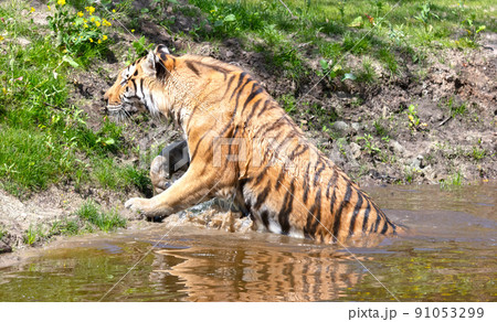 Amour tiger in the water, cooling down or playing 91053299
