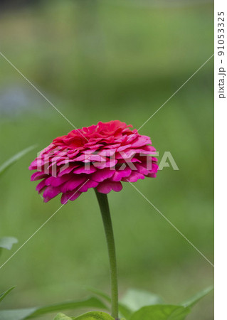 ヒャクニチソウの花 ヒャクニチソウの花 91053325