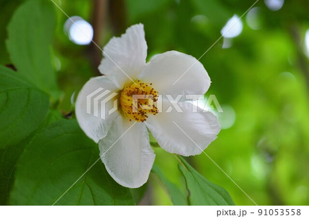 ナツツバキ（夏椿）沙羅 91053558