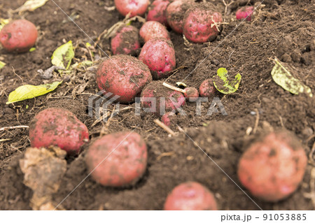畑から掘り出したジャガイモ アンデスレッド 畑から掘り出したジャガイモ アンデスレッド 91053885