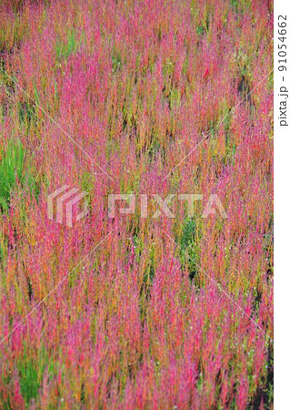 アッケシソウ アッケシソウ 91054662