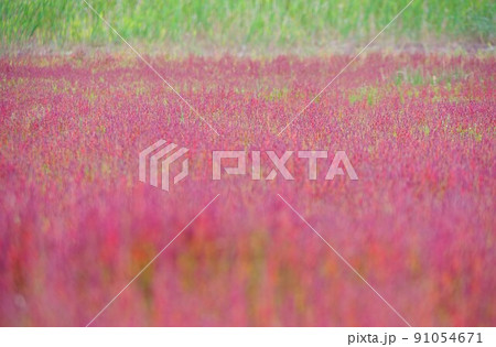 アッケシソウ 91054671