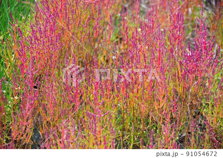 アッケシソウ 91054672