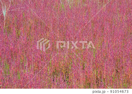 アッケシソウ 91054673