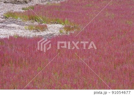 アッケシソウ 91054677