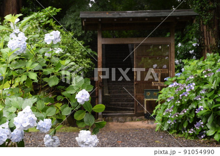 アジサイ寺(本光寺)の紫陽花 アジサイ寺(本光寺)の紫陽花 91054990