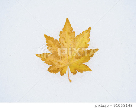 雪上のカエデの葉 雪上のカエデの葉 91055148