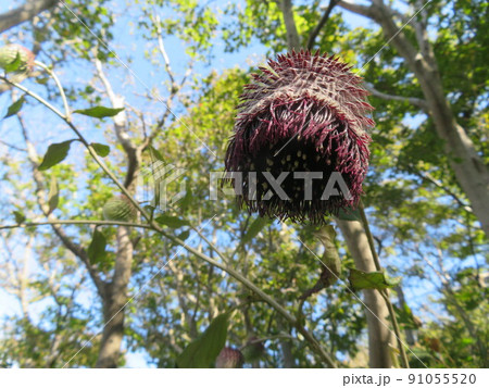 大きくて奇妙なオヤマボクチの花 大きくて奇妙なオヤマボクチの花 91055520