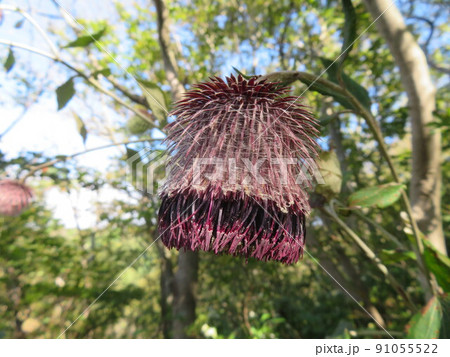 大きくて奇妙なオヤマボクチの花 91055522