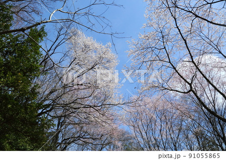 一庫公園のエドヒガンザクラ 一庫公園のエドヒガンザクラ 91055865