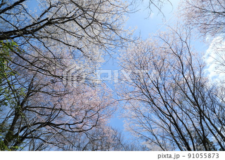 一庫公園のエドヒガンザクラ 一庫公園のエドヒガンザクラ 91055873