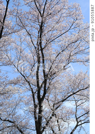 一庫公園のエドヒガンザクラ 91055887