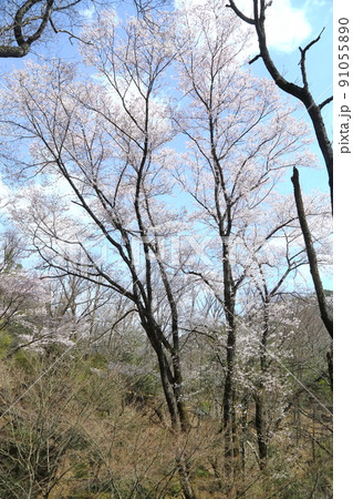 一庫公園のエドヒガンザクラ 91055890