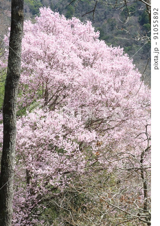 一庫公園のエドヒガンザクラ 一庫公園のエドヒガンザクラ 91055892