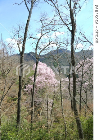 一庫公園のエドヒガンザクラ 91055893