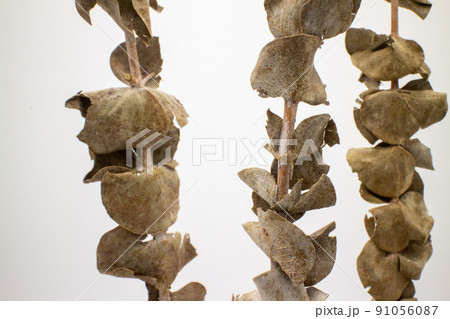 ドライユーカリの枝葉3本　three dried eucalyptus branches 91056087