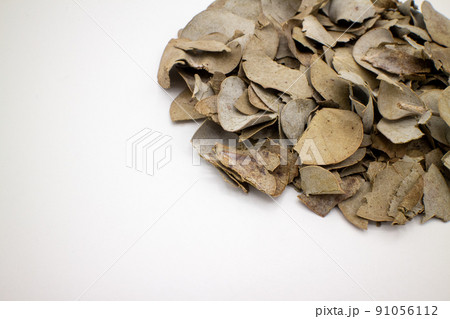 ドライユーカリの葉 Dried eucalyptus leaves 3 91056112
