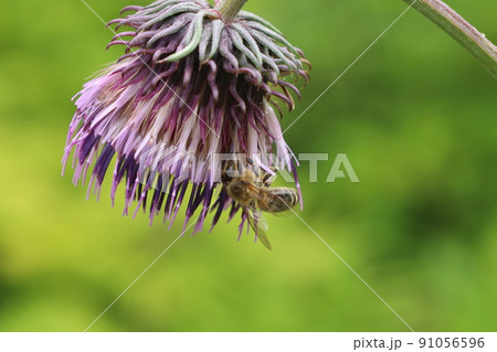 チシマアザミの花と蜂 チシマアザミの花と蜂 91056596