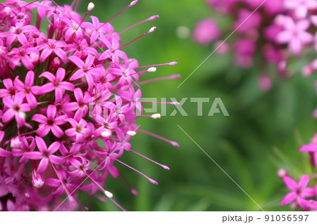 ハナクルマバソウの花　ピンク 91056597