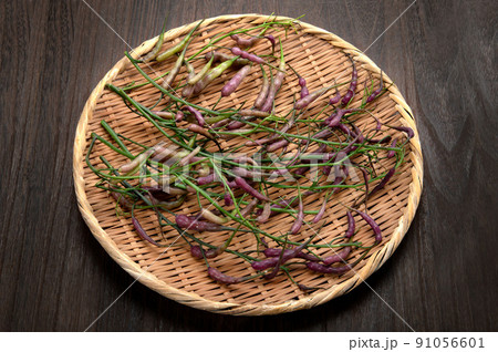 紫大根の実、鞘大根 91056601