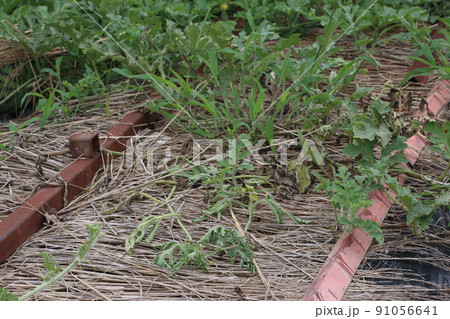 スイカ畑 ツル枯れ病 スイカ畑 ツル枯れ病 91056641