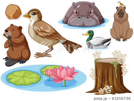 Different kinds of wild animals collection Different kinds of wild animals collection 91056736