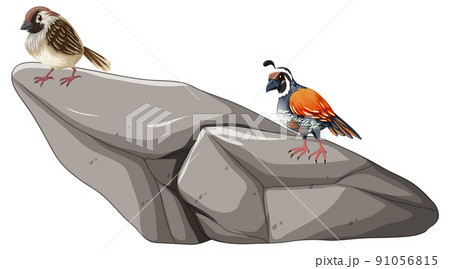 Bird standing on the rock on white background 91056815