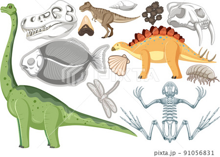 A set of dinosaur and fossil A set of dinosaur and fossil 91056831