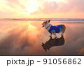 朝焼けの波打ち際を散歩するコーギー 91056862