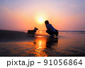 朝焼けの波打ち際を散歩するコーギー 91056864