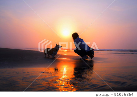 朝焼けの波打ち際を散歩するコーギー 91056864