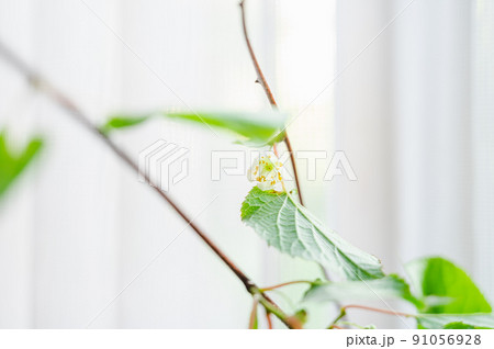 室内に飾ったマタタビの白い花 91056928