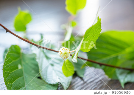 マタタビの白い花 91056930