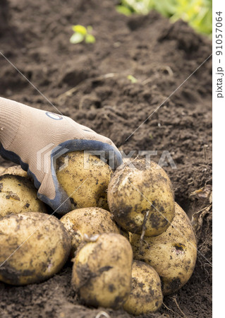 ジャガイモ畑で芋ほりをする小学生女の子手元　キタアカリ 91057064