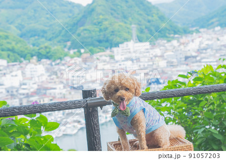 下田港と犬 下田港と犬 91057203
