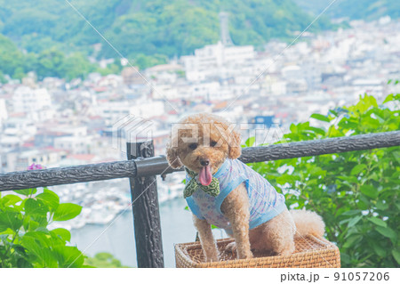 下田港と犬 下田港と犬 91057206