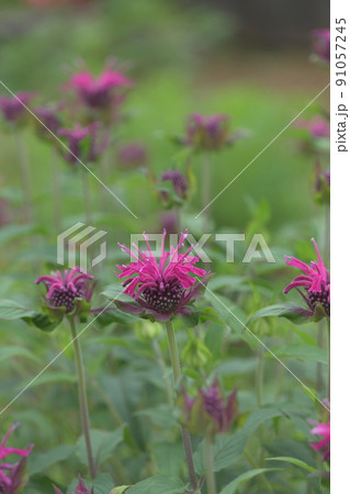 ベルガモットの花 91057245