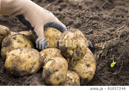 ジャガイモ畑で芋ほりをする小学生女の子手元　キタアカリ 91057246