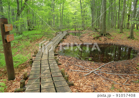 岳岱自然観察教育林 91057408