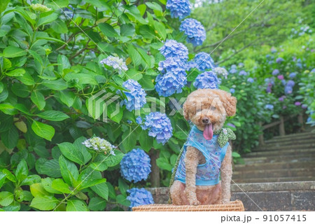紫陽花と犬 紫陽花と犬 91057415