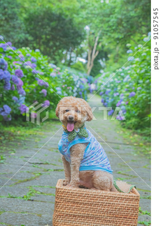 紫陽花と犬 91057545