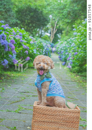 紫陽花と犬 91057548