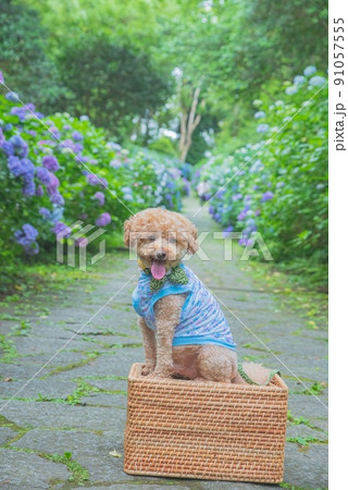 紫陽花と犬 紫陽花と犬 91057555