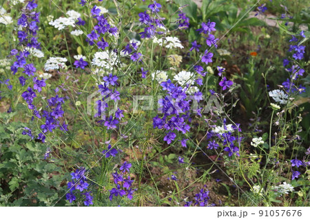 春の日本の公園に咲く紫色のチドリソウの花 春の日本の公園に咲く紫色のチドリソウの花 91057676