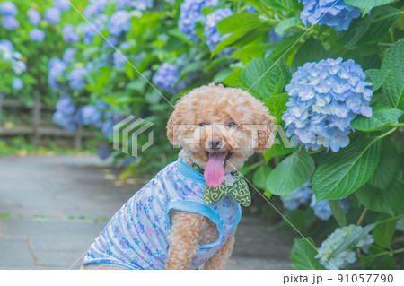 紫陽花と犬 91057790
