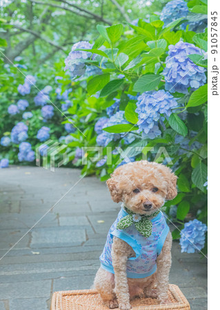 紫陽花と犬 紫陽花と犬 91057845